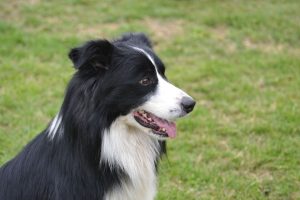 border collie temperamento