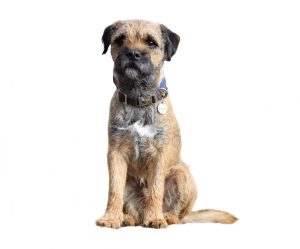 border terrier