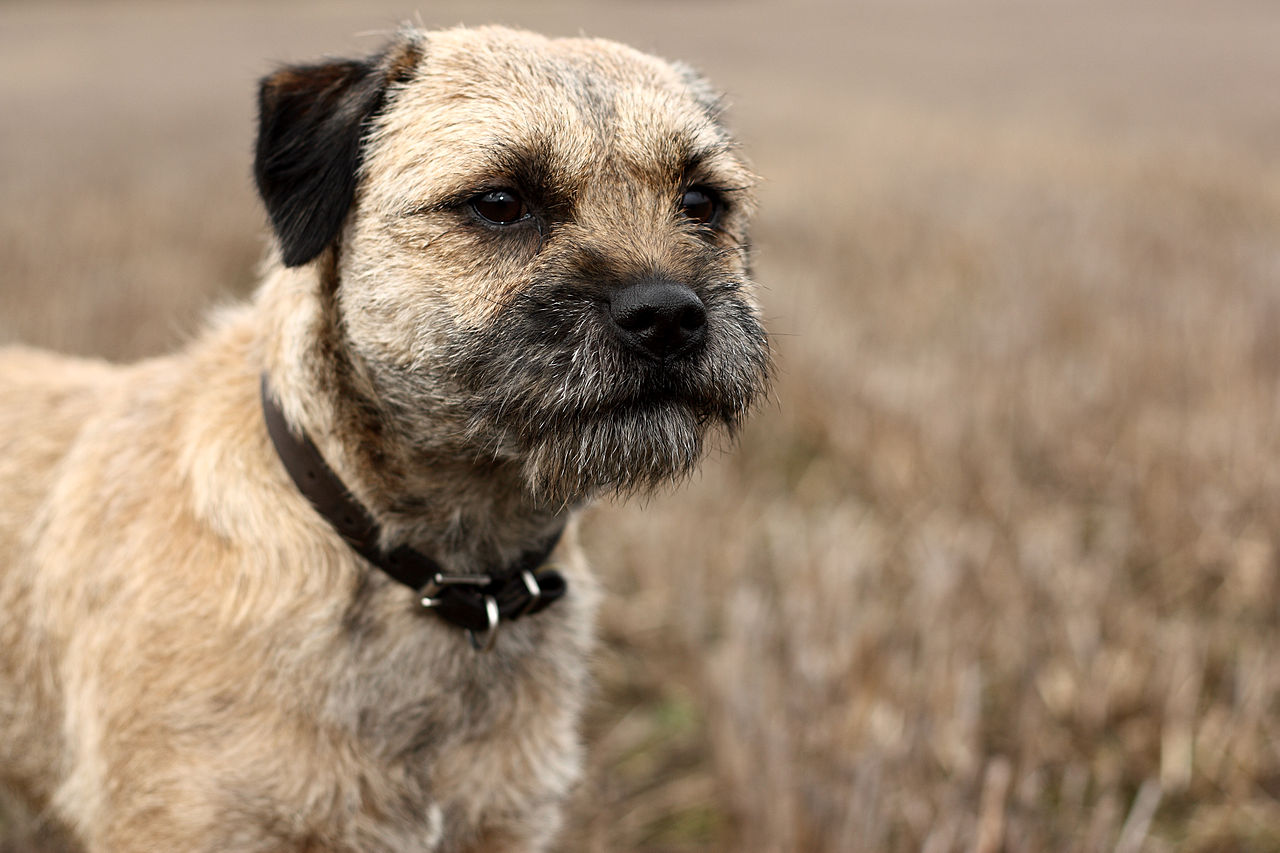 border terrier personnalité