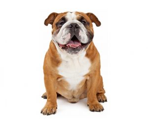 Bulldog inglés