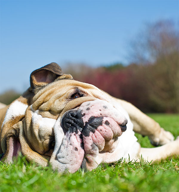 Bouledogue anglais