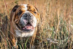 Bouledogue anglais dans le pré