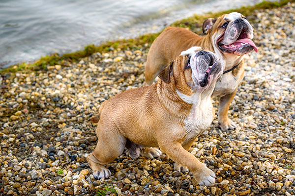 bouledogue anglais à la place