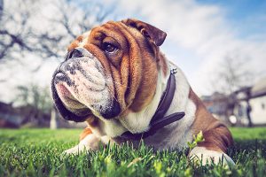 gros plan sur un bouledogue anglais