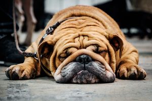 bouledogue anglais plissé