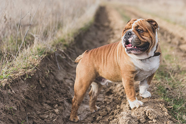 bouledogue anglais à la campagne