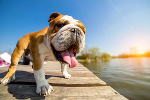 langue du bouledogue anglais