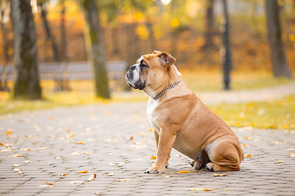 bouledogue anglais assis