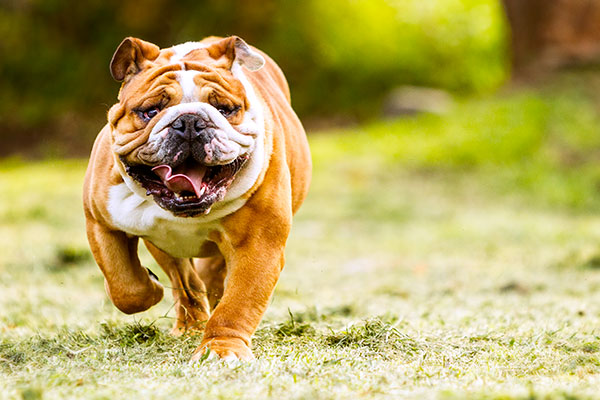 bouledogue anglais qui court