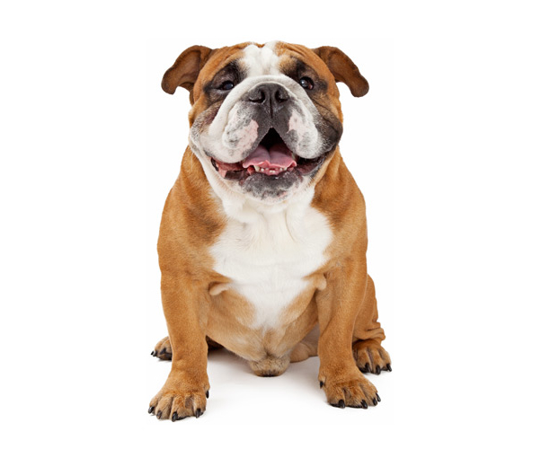 bouledogue anglais