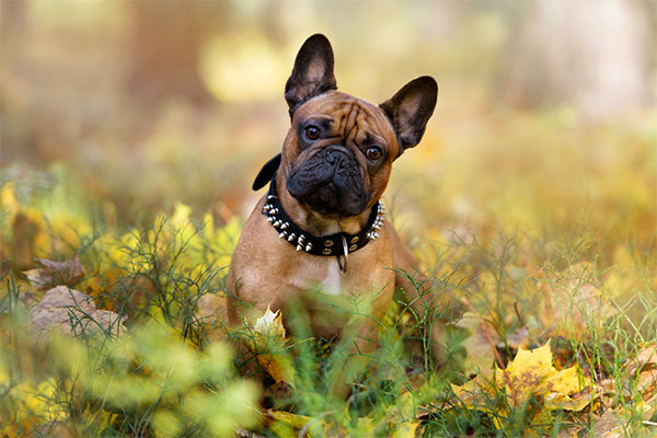 bouledogue français dans la nature