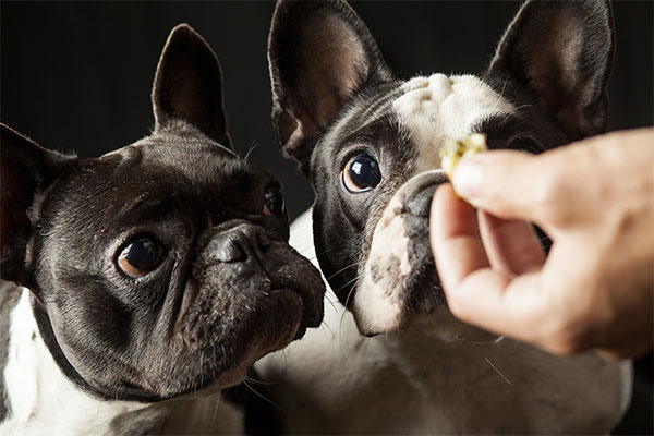 2 bouledogues français