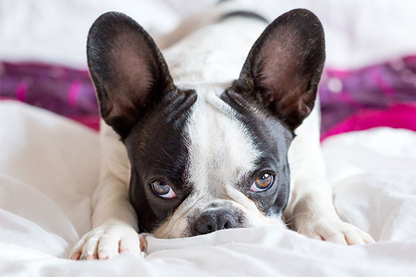 bouledogue français sur le lit