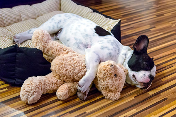 bouledogue français qui dort avec son toutou