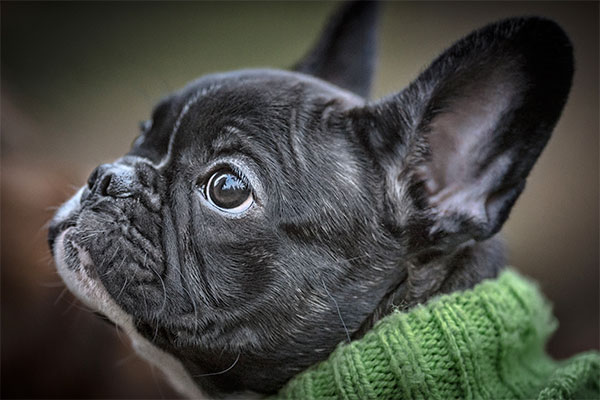 bouledogue français très élégant