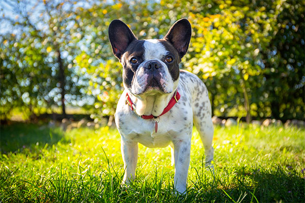 bouledogue français debout dans le jardin
