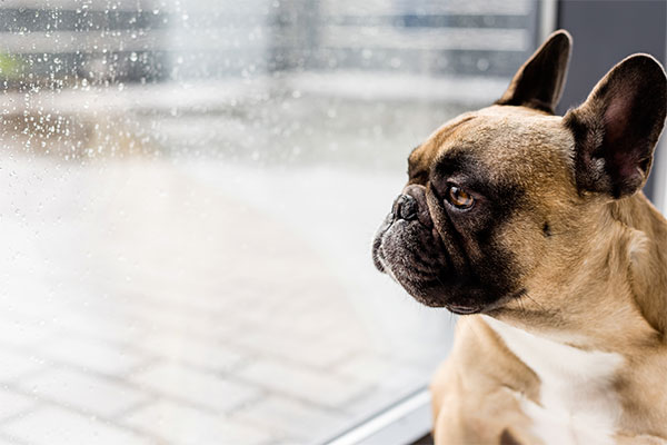 bouledogue français qui regarde par la fenêtre