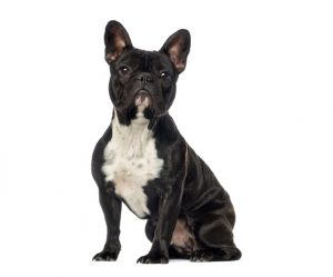 bouledogue français