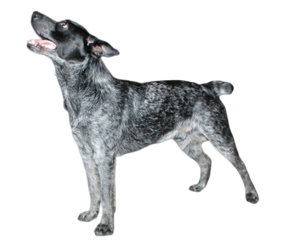 bouvier australien à courte queue