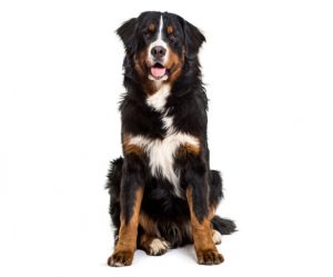 Bernese mountain dog