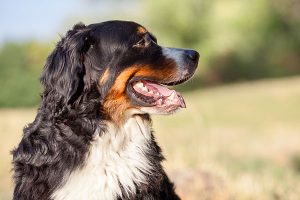 Perro de Montaña de Berna de perfil