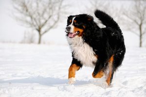 Perro de montaña bernés en la nieve