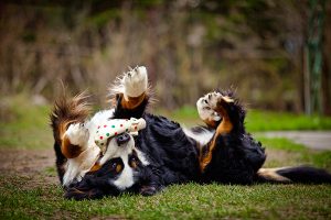 El perro de montaña bernés en su espalda jugando