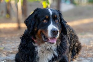 Perro de montaña bernés reclinado