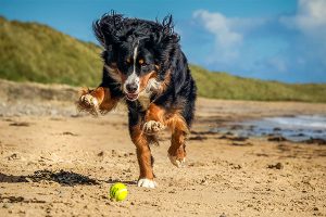 Perro de montaña bernés jugando a la pelota