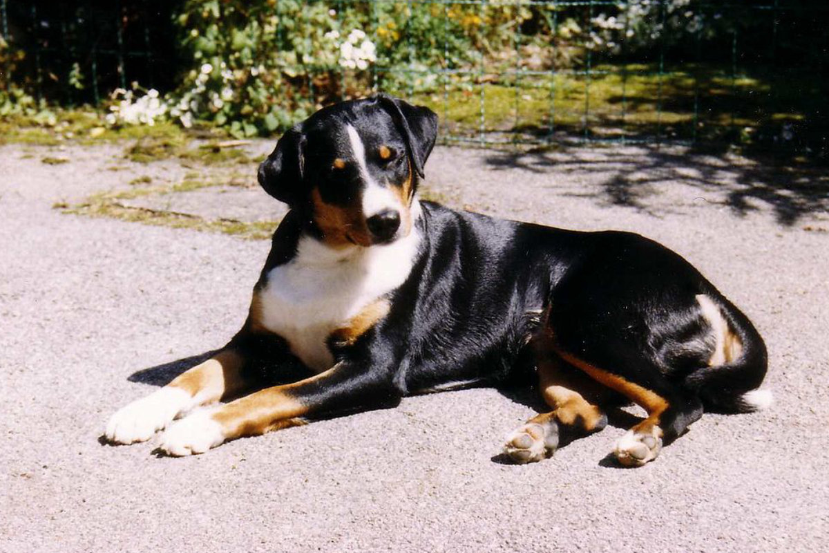 Bouvier D Appenzell Tout Savoir Sur Cette Race DogsPlanet bouvier-d-appenzell-tout-savoir-sur-cette-race-dogsplanet