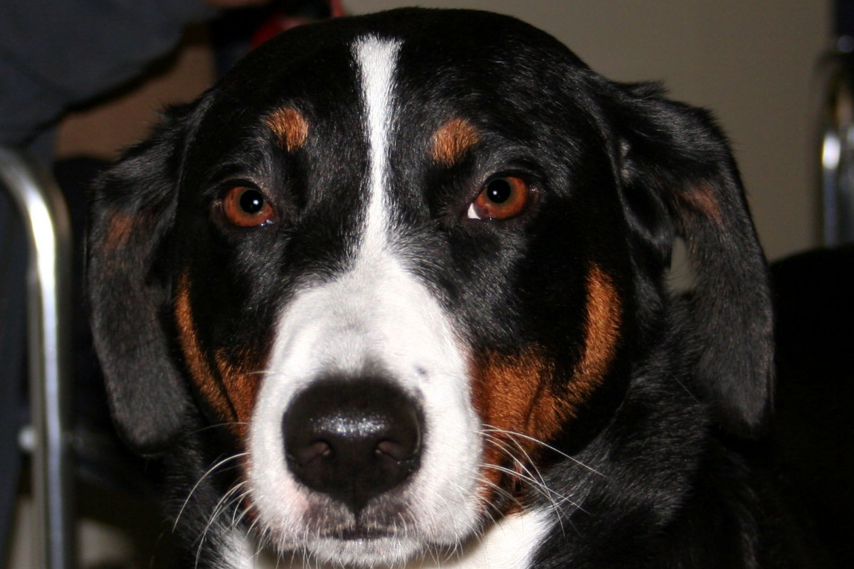 Bouvier D Appenzell Tout Savoir Sur Cette Race DogsPlanet bouvier-d-appenzell-tout-savoir-sur-cette-race-dogsplanet