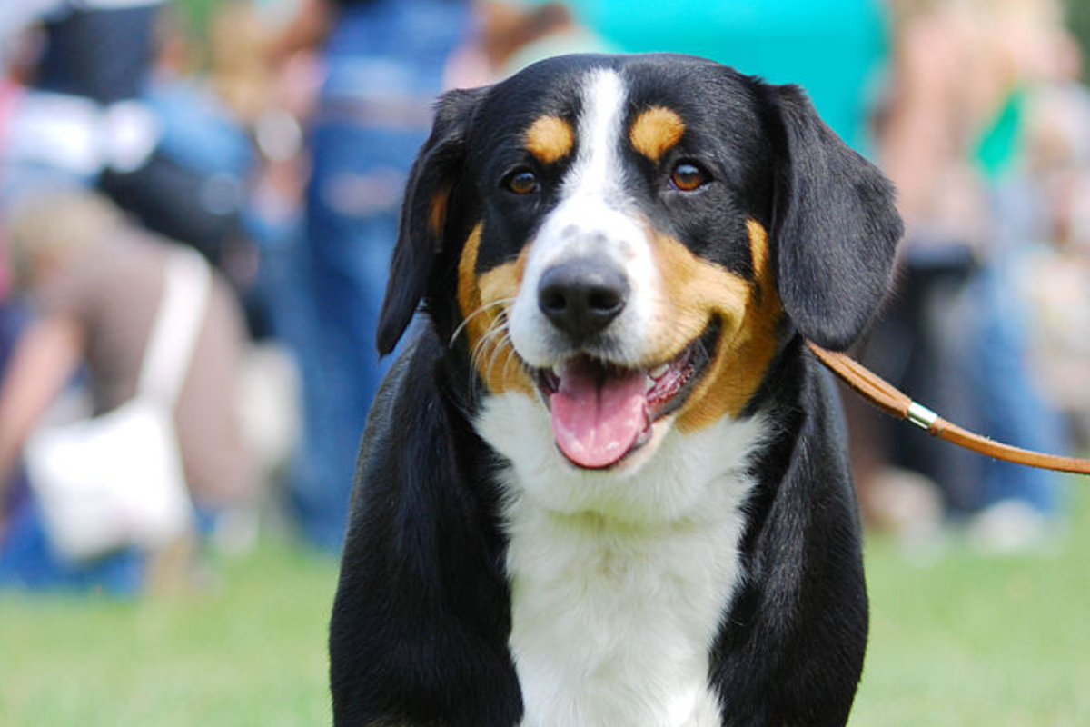 Bouvier D Appenzell Tout Savoir Sur Cette Race DogsPlanet bouvier-d-appenzell-tout-savoir-sur-cette-race-dogsplanet