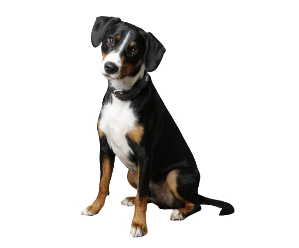 bouvier de l'entlebuch