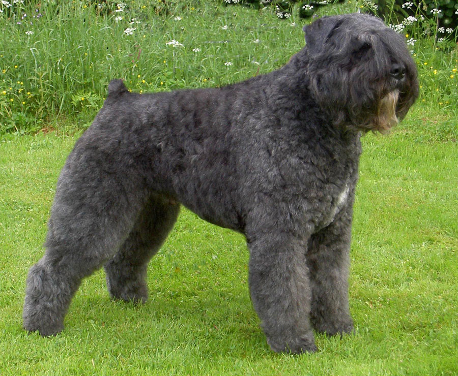 bouvier des flandres personnalité