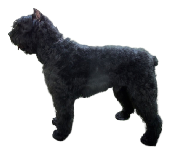 bouvier des flandres