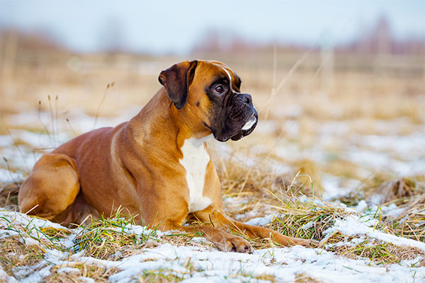 chien boxer couché