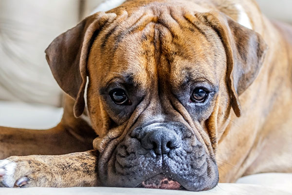 face du chien boxer