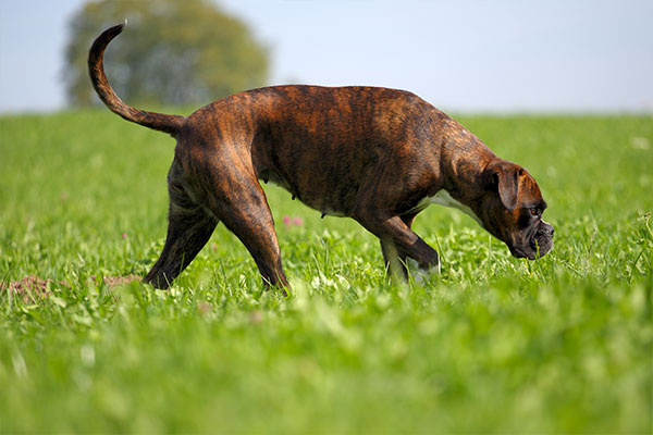 chien boxer dans le champs