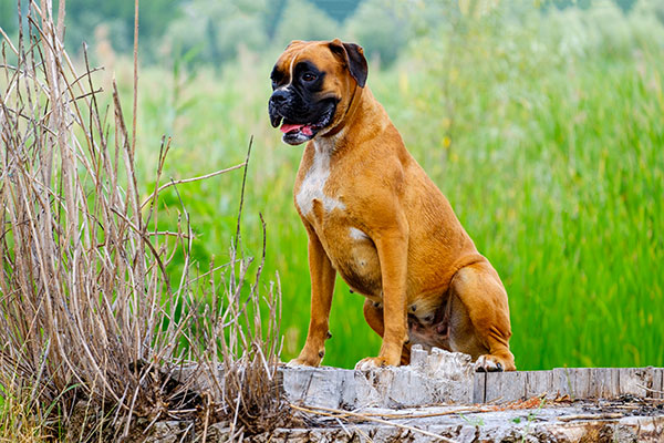 chien boxer assi