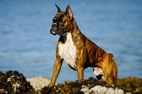 chien boxer sur le bord de l'eau