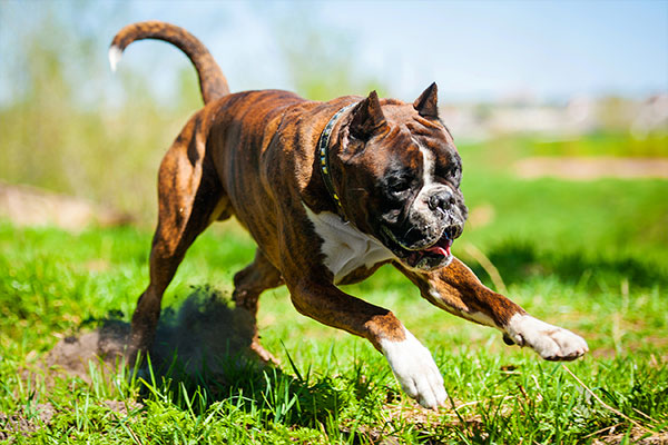 chien boxer qui cours