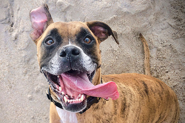 langue du chien boxer