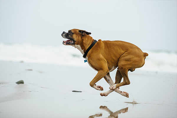 chien boxer à toute vitesse
