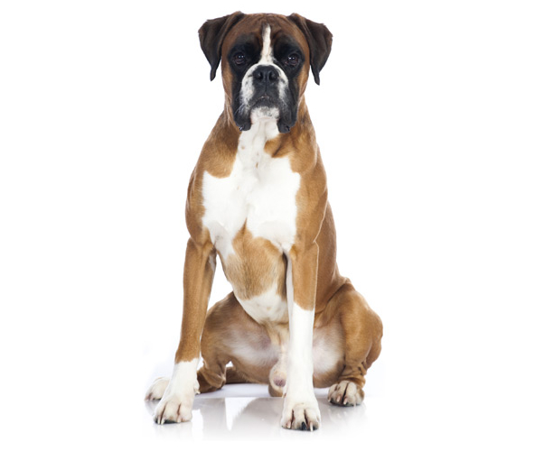 bullboxer taille grand ou petit