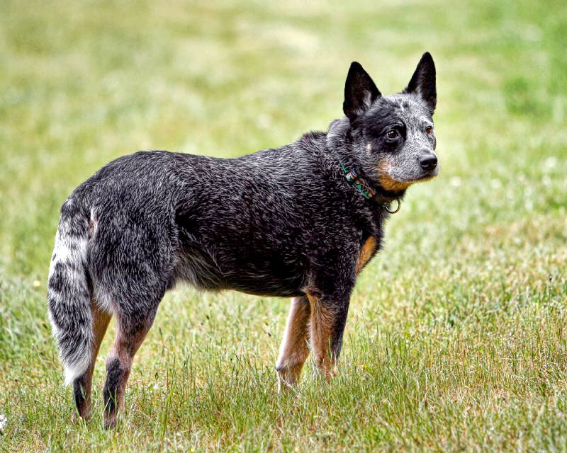boyero australiano