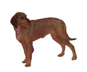 brachet de styrie à poil dur