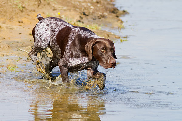 Braque allemand à poil court dans l'eau