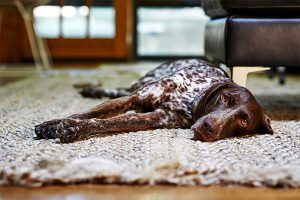 German Wirehaired Pointer