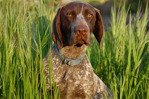 German Shorthaired Pointer in the grass