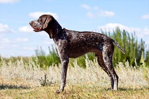 German Shorthaired Pointerhound posture